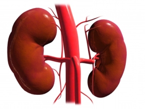 Проявление и лечение нефроптоза.
