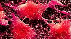 Бластома: как выглядит, фото