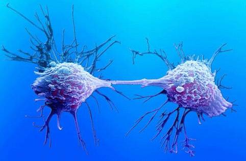 Клетки рака