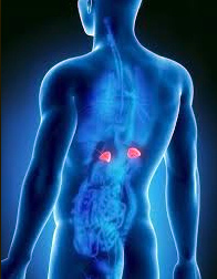 Рак надпочечников: симптомы, причины, прогноз