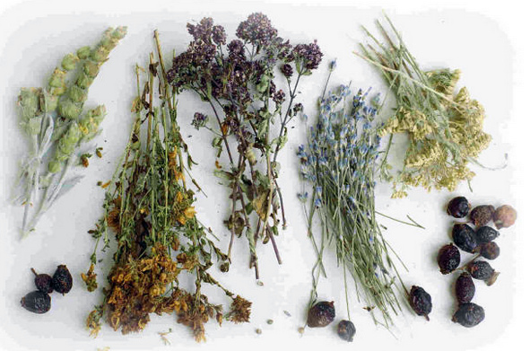 Травы от рака. Лечение рака травами