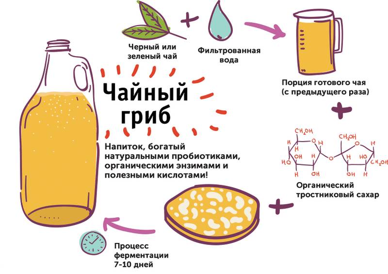 Врачи советуют не применять чайный гриб для похудения