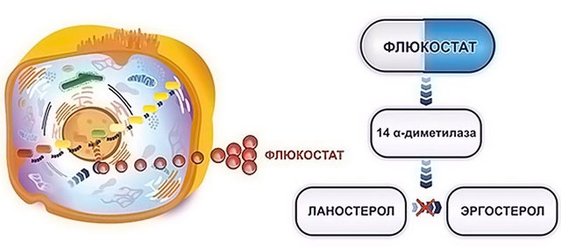 Как принимать Флюкостат от грибка ногтей