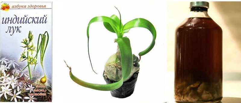 Как лечить грибок ногтей индийским луком