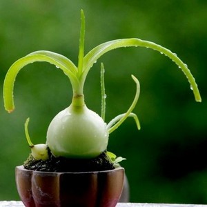 Как лечить грибок ногтей индийским луком