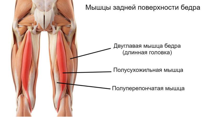 Из чего состоит нога человека: подробное описание строения