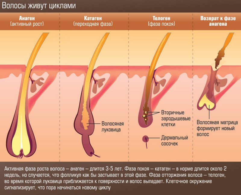 Через сколько после электроэпиляции отрастают волосы