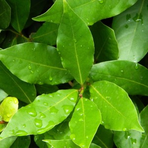 Как использовать лавровый лист для похудения