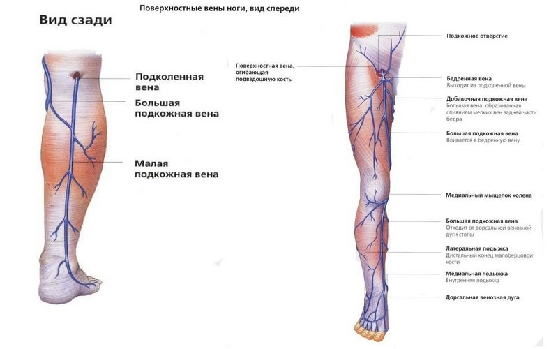 Слабые сосуды на ногах при варикозе: как можно укрепить вены и сосуды