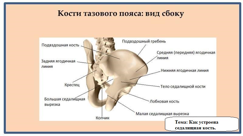 Как устроена седалищная кость