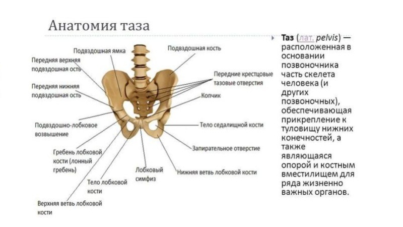 Как устроена седалищная кость