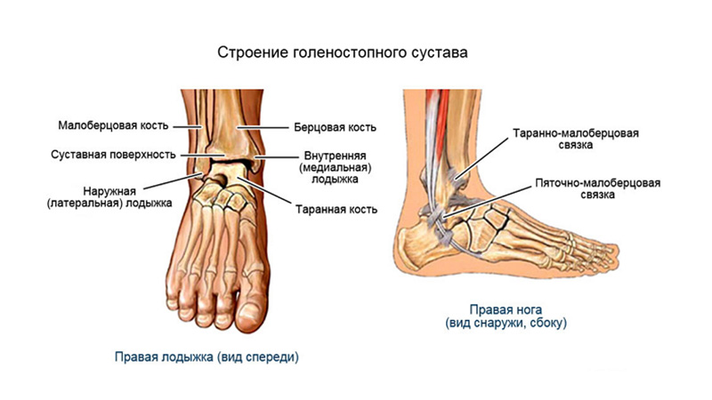 Как устроена стопа человека