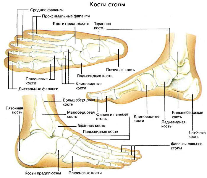 Как устроена стопа человека