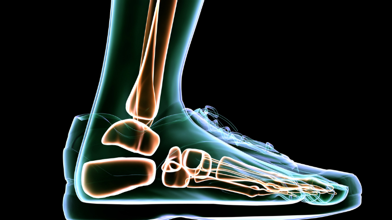 Как устроена стопа человека