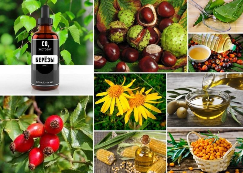 Мазь Софья с экстрактом пиявки: инструкция по применению