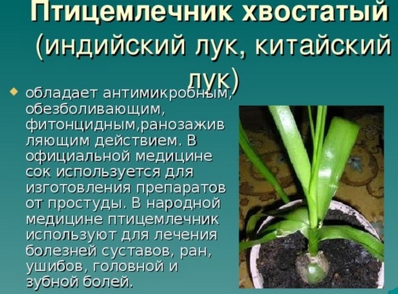 Чем полезен китайский лук для суставов