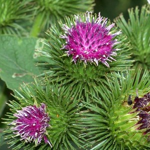 Как лечить суставы лопухом в домашних условиях