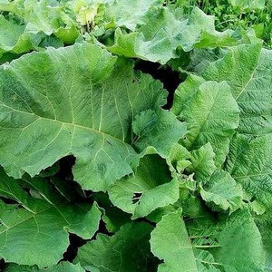 Как лечить суставы лопухом в домашних условиях