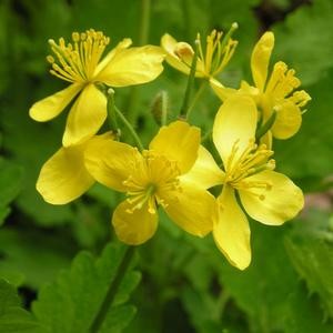 Масло чистотела от грибка ногтей: инструкция по применению