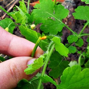 Масло чистотела от грибка ногтей: инструкция по применению