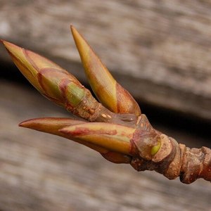 Какие мази от подагры наиболее эффективны