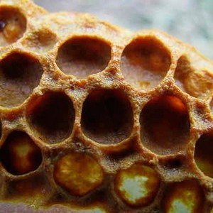 Прополис для лечения грибка ногтей ног