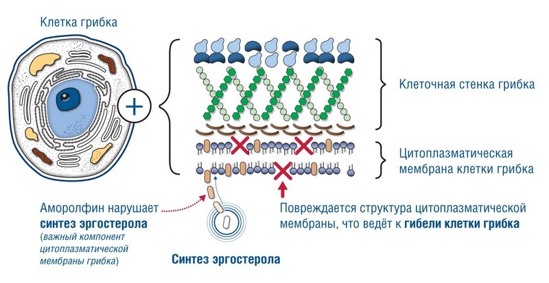 Онихелп лак для лечения грибка ногтей
