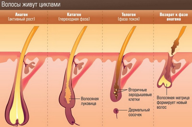 Почему после бритья волосы растут быстрее и что с этим делать