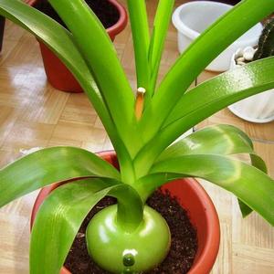 Как применять индийский лук