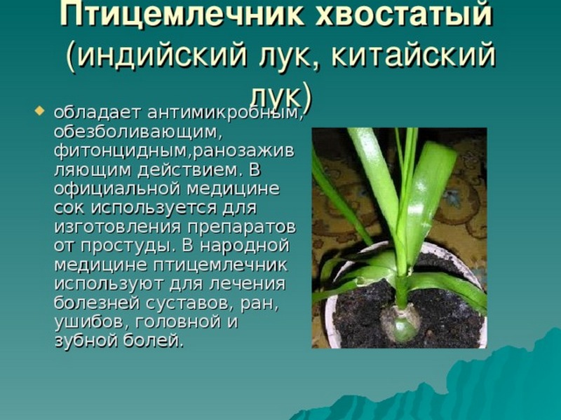 Как применять индийский лук