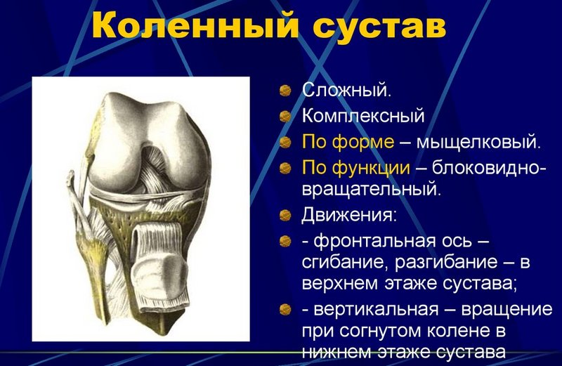 Строение коленного сустава человека