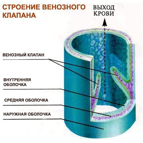 Клапаны вен нижних конечностей и их патологии